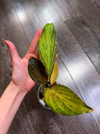 Kaempferia Orange Variegated