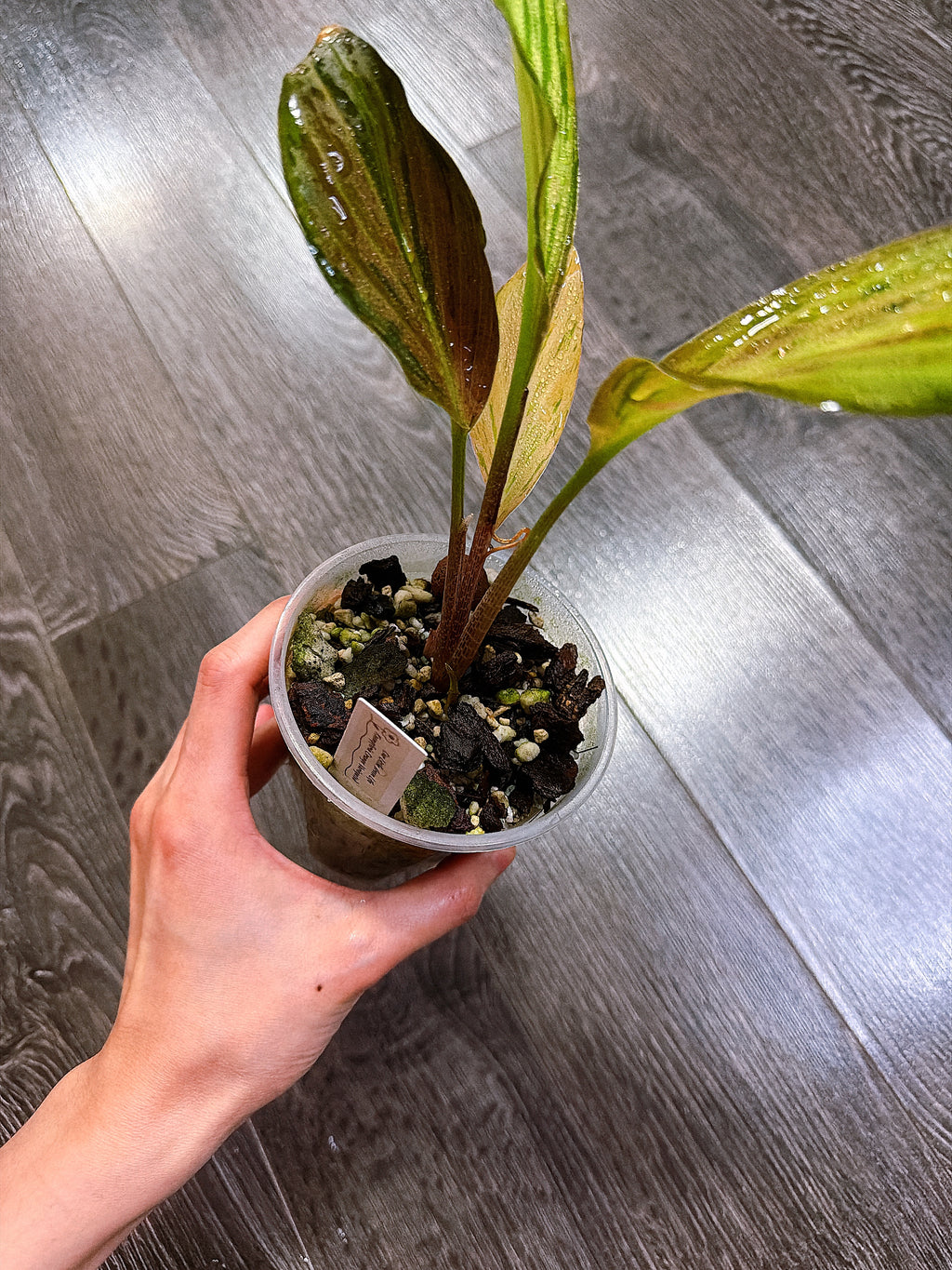 Kaempferia Orange Variegated