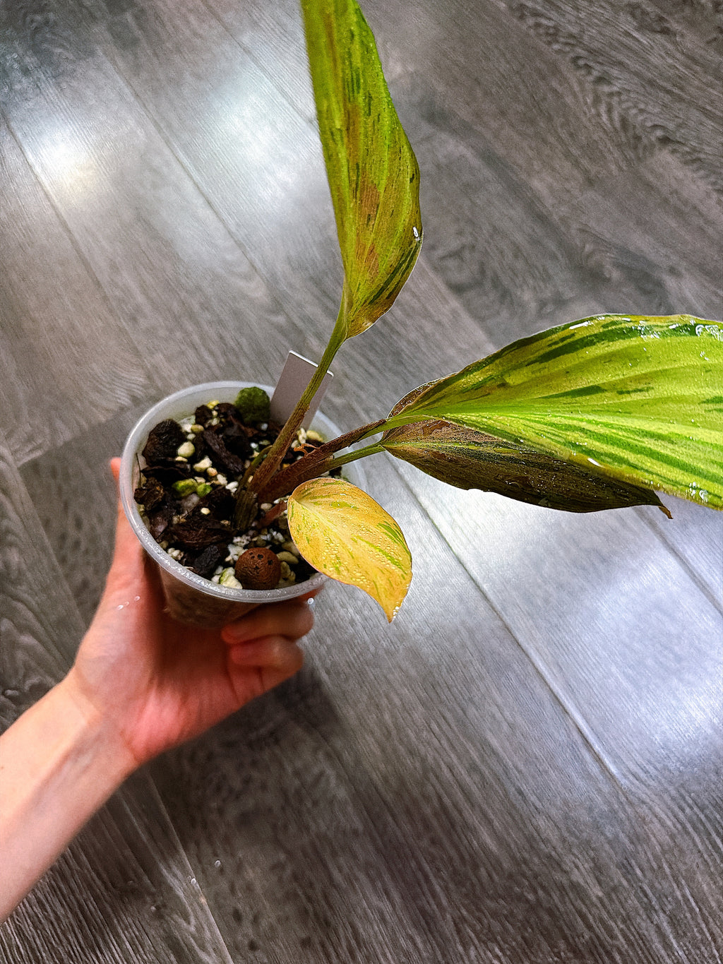 Kaempferia Orange Variegated