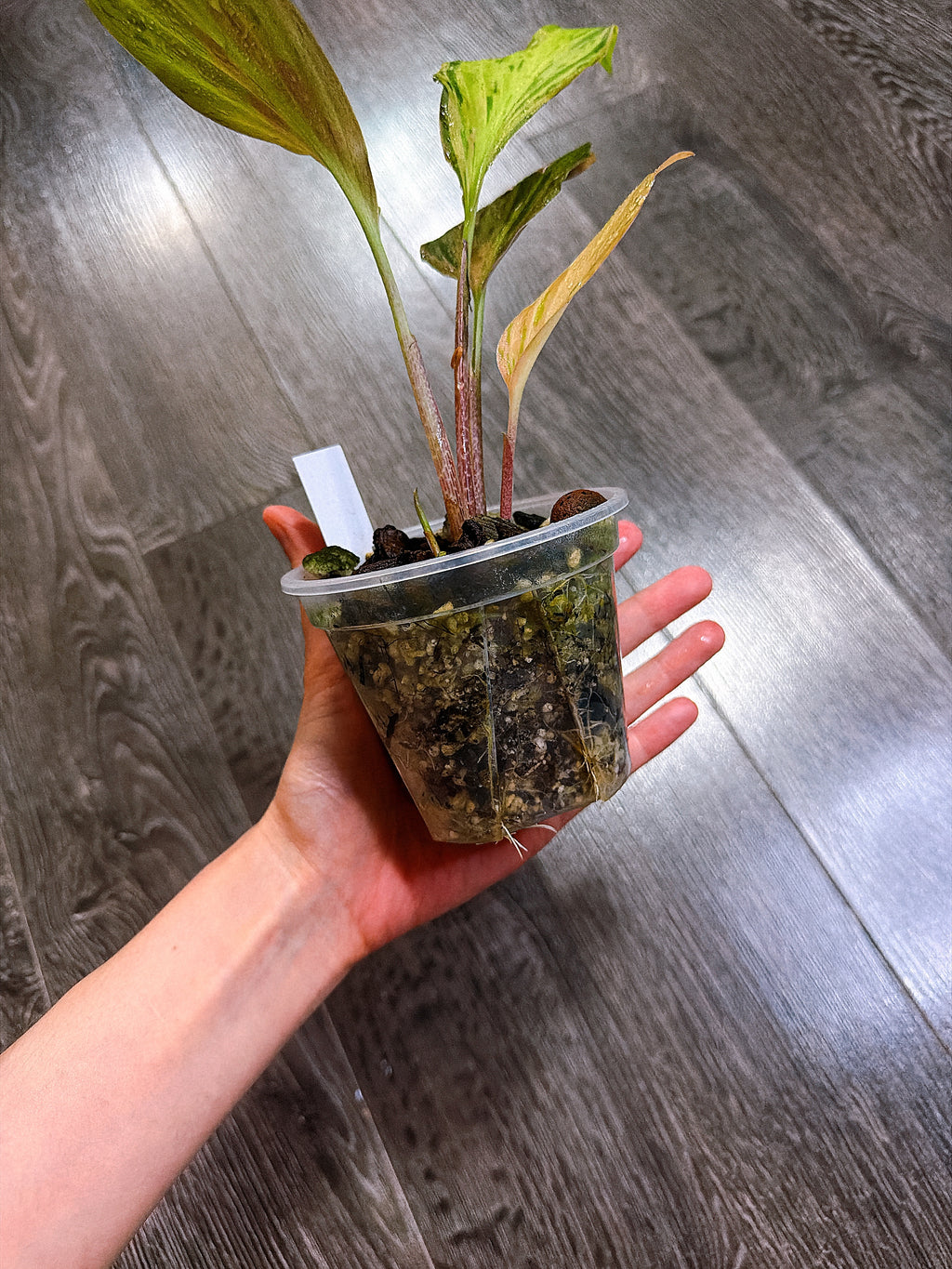 Kaempferia Orange Variegated