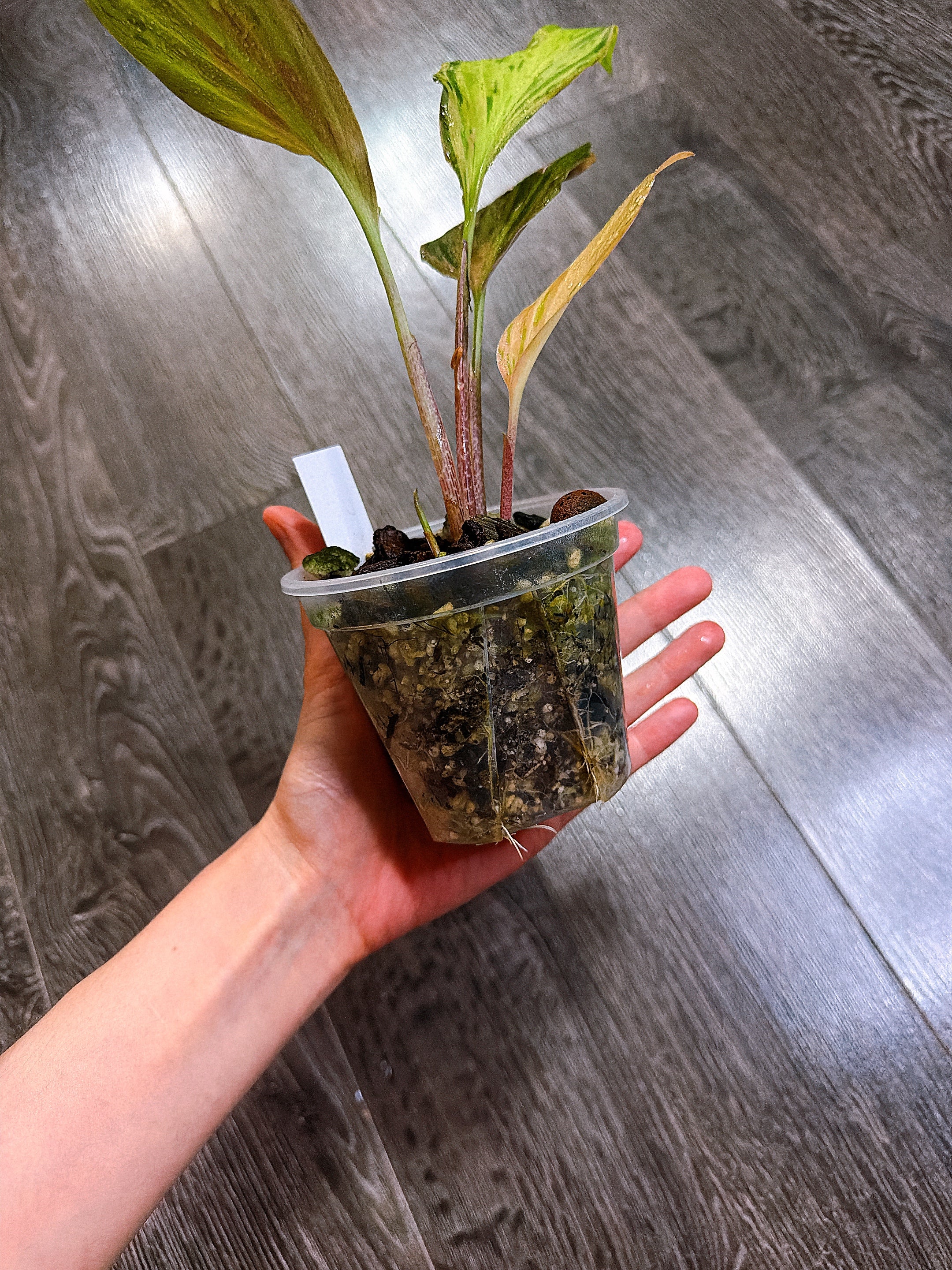 Kaempferia Orange Variegated