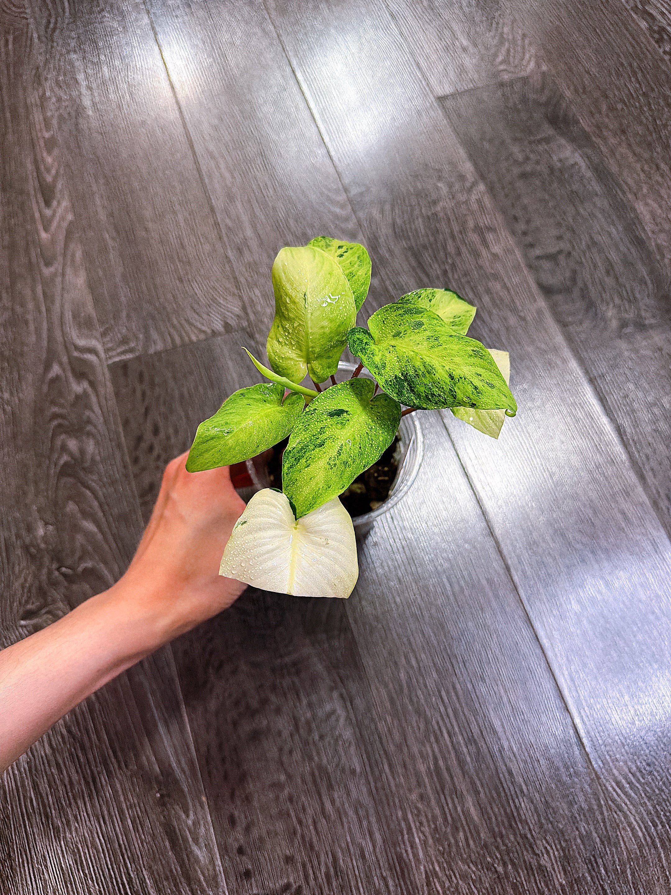 Homalomena Red Stem Variegated - B