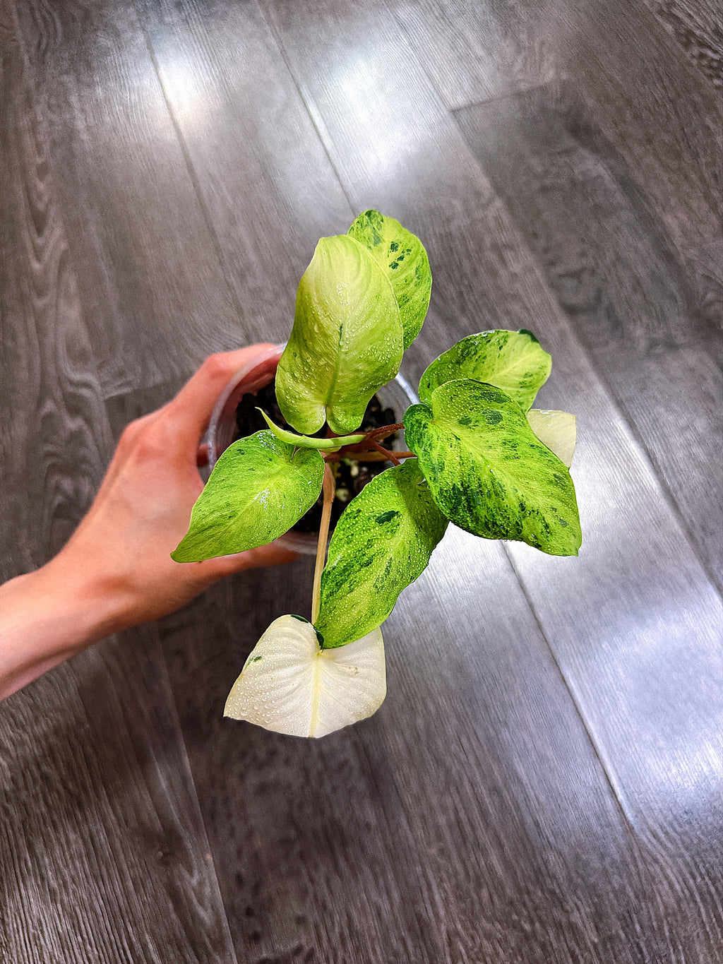 Homalomena Red Stem Variegated - B
