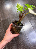 Homalomena Red Stem Variegated - B