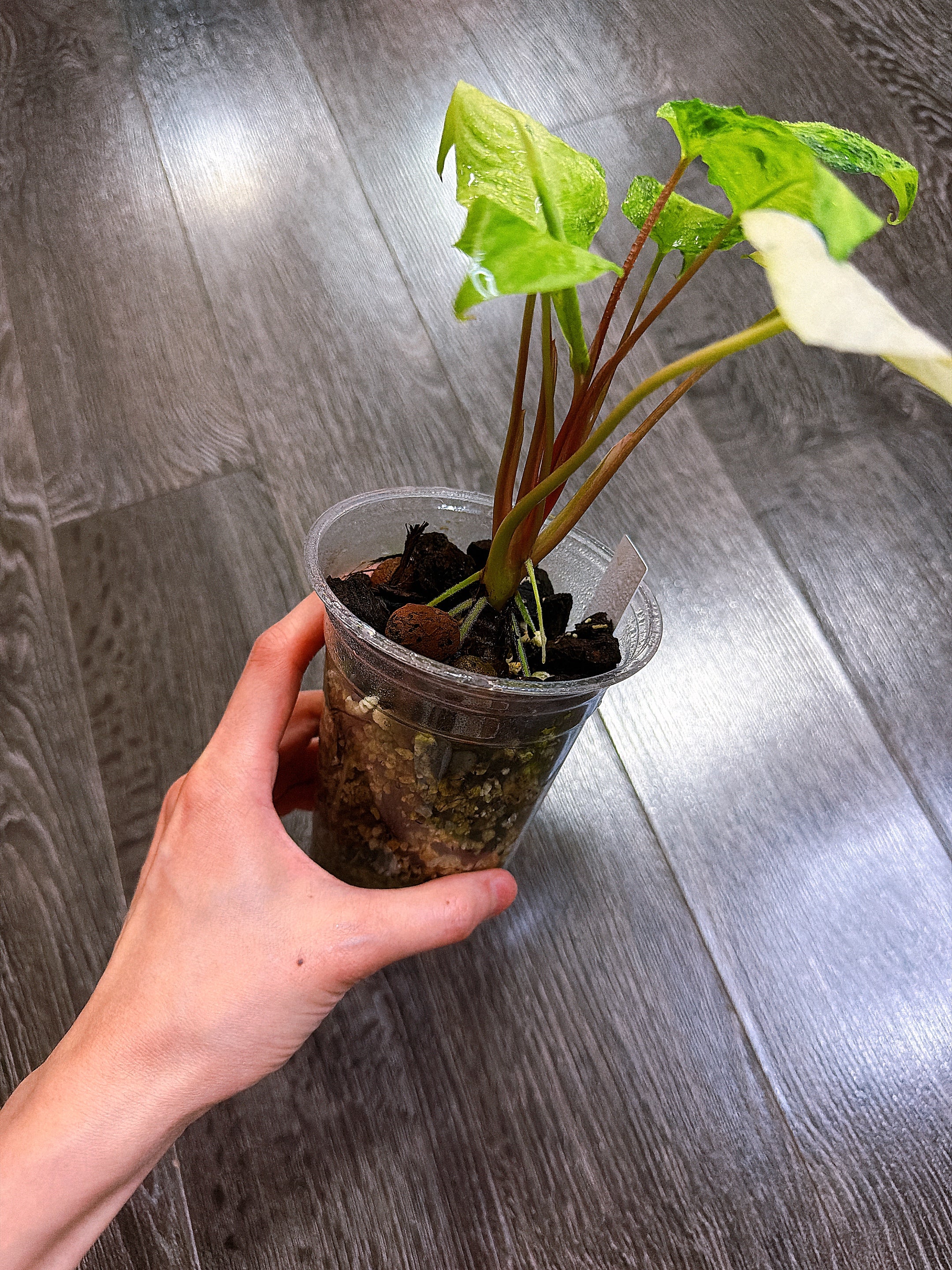 Homalomena Red Stem Variegated - B