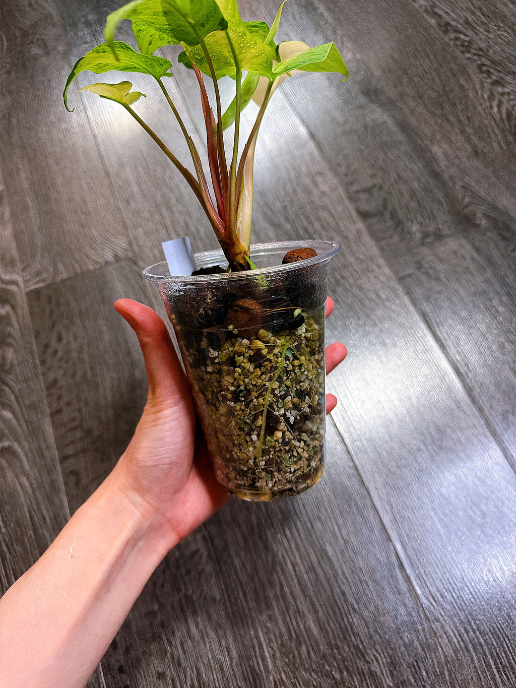 Homalomena Red Stem Variegated - B