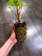 Homalomena Red Stem Variegated - B