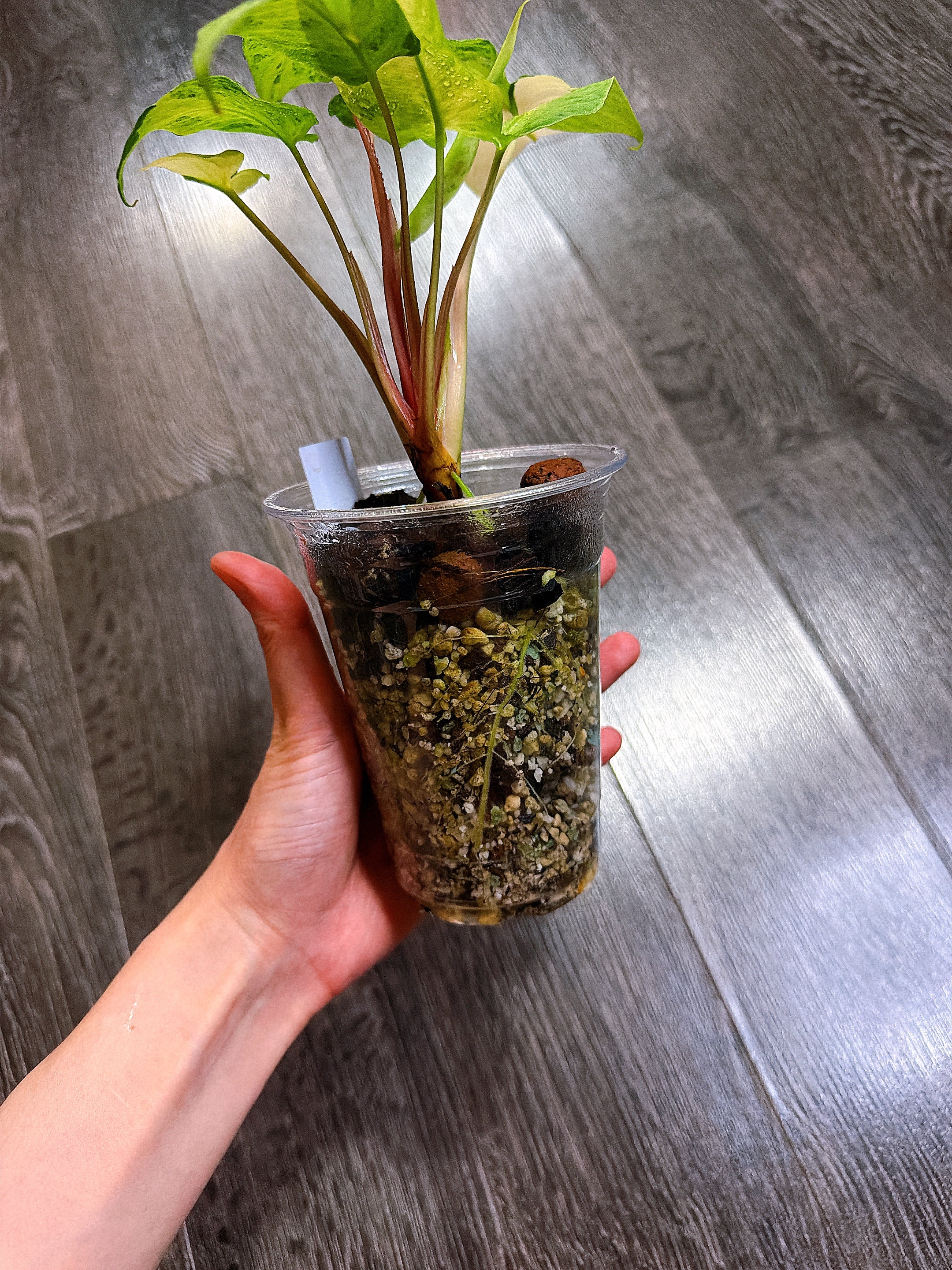 Homalomena Red Stem Variegated - B