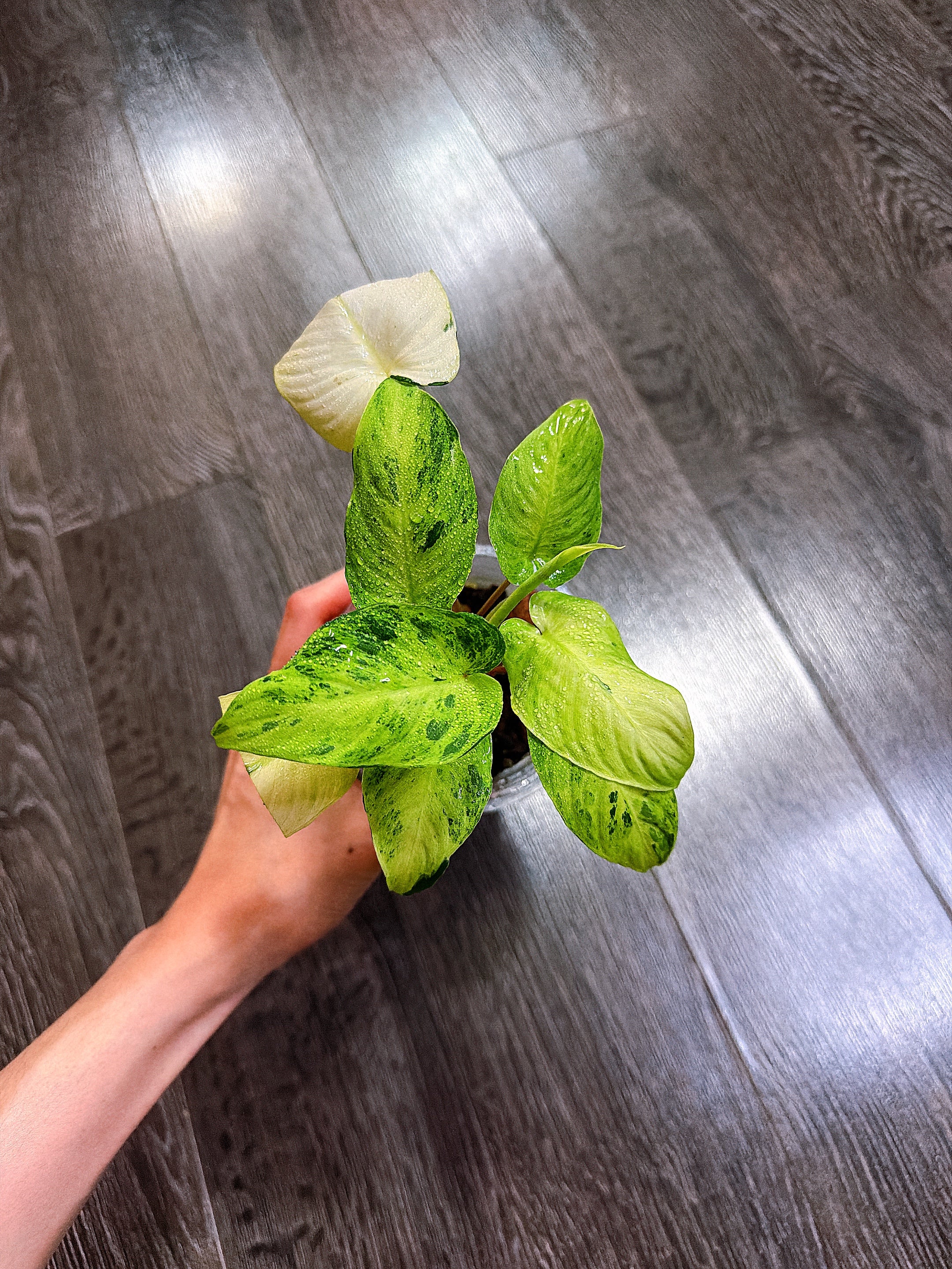 Homalomena Red Stem Variegated - B