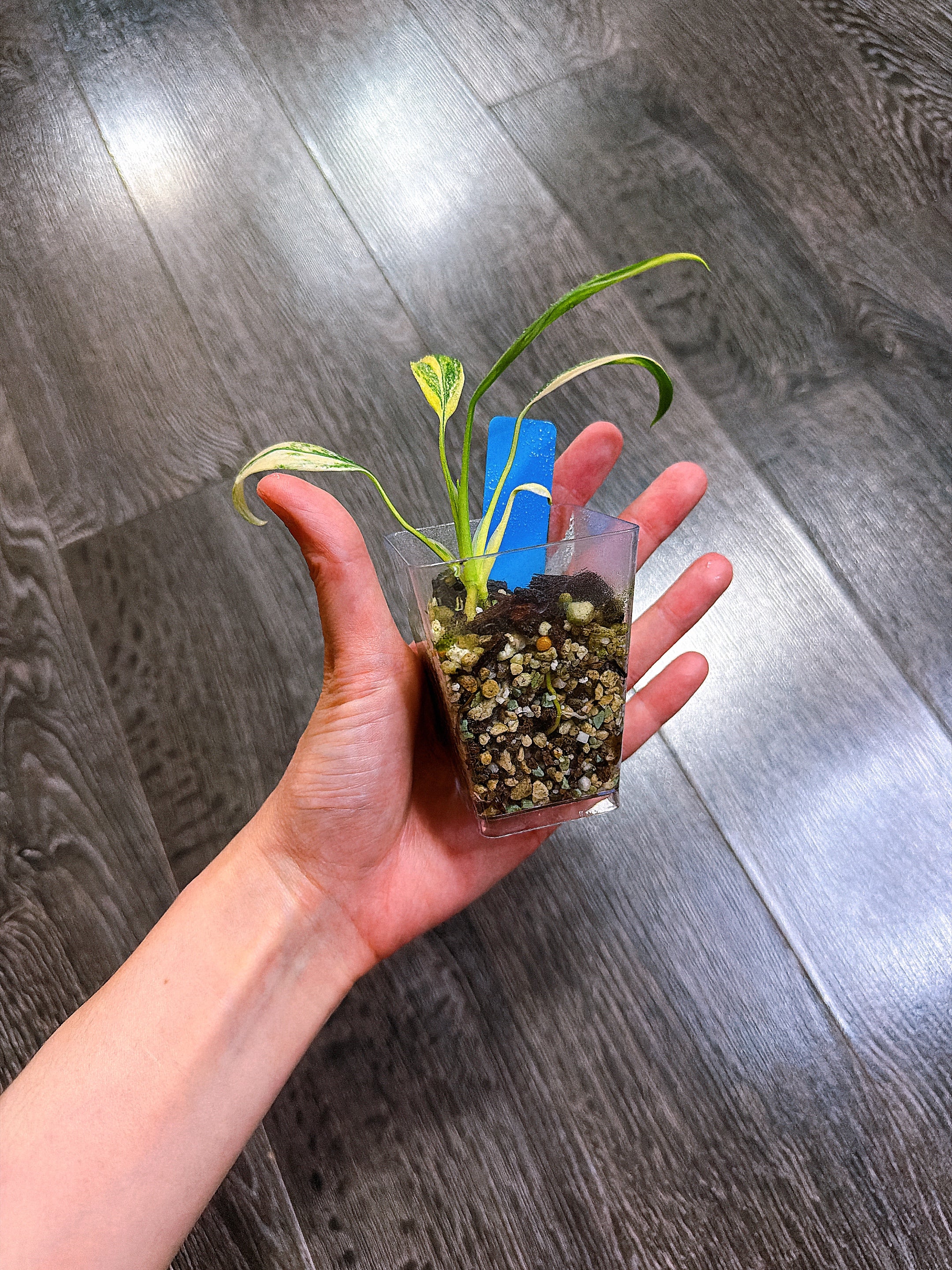 Epipremnum Giganteum Tri-color Variegated