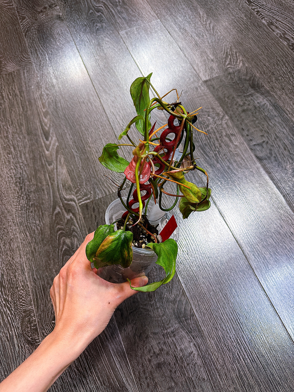 Philodendron Micans Mint Variegated