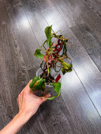 Philodendron Micans Mint Variegated