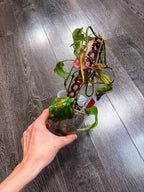 Philodendron Micans Mint Variegated