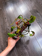 Philodendron Micans Mint Variegated