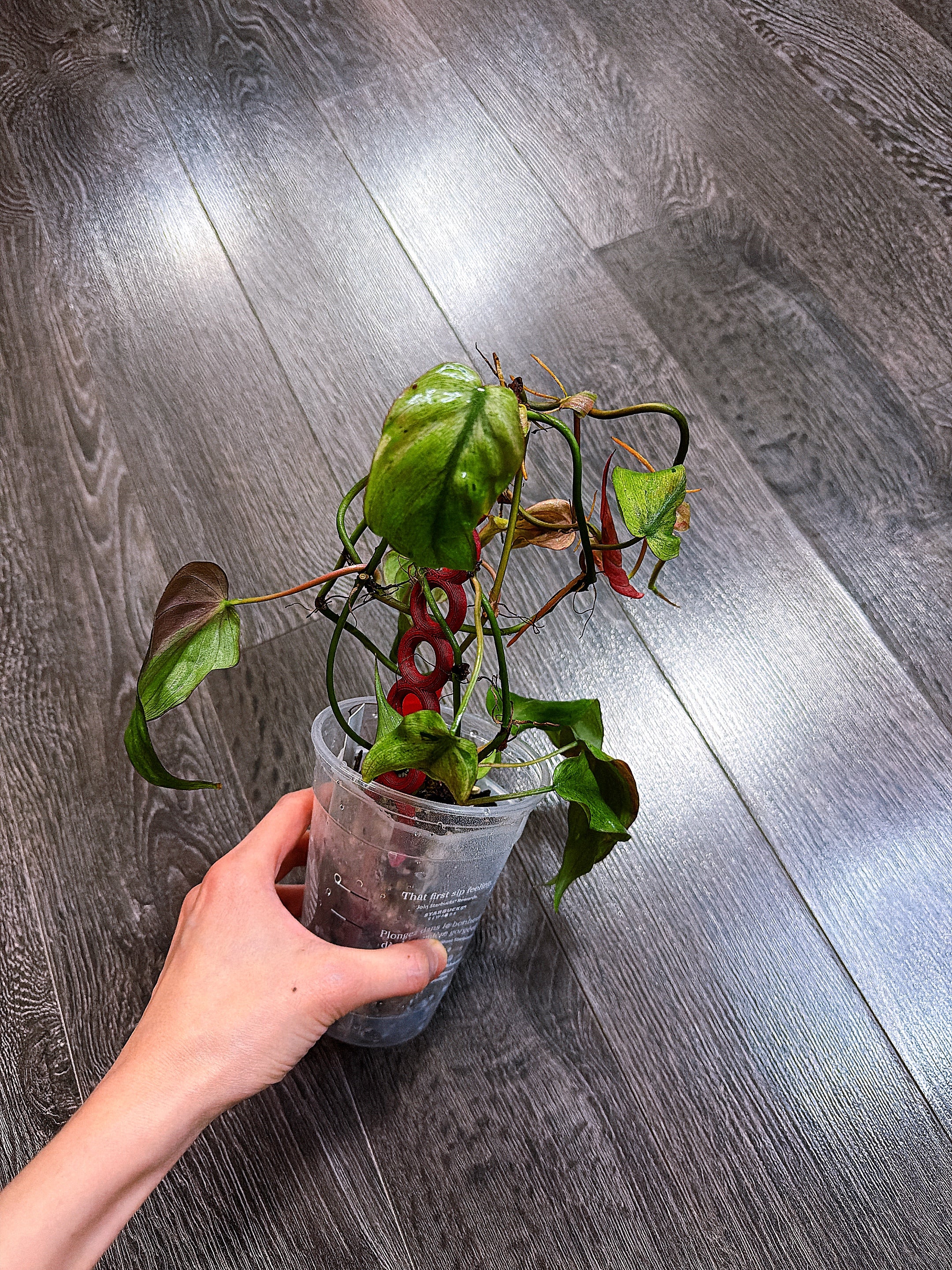 Philodendron Micans Mint Variegated