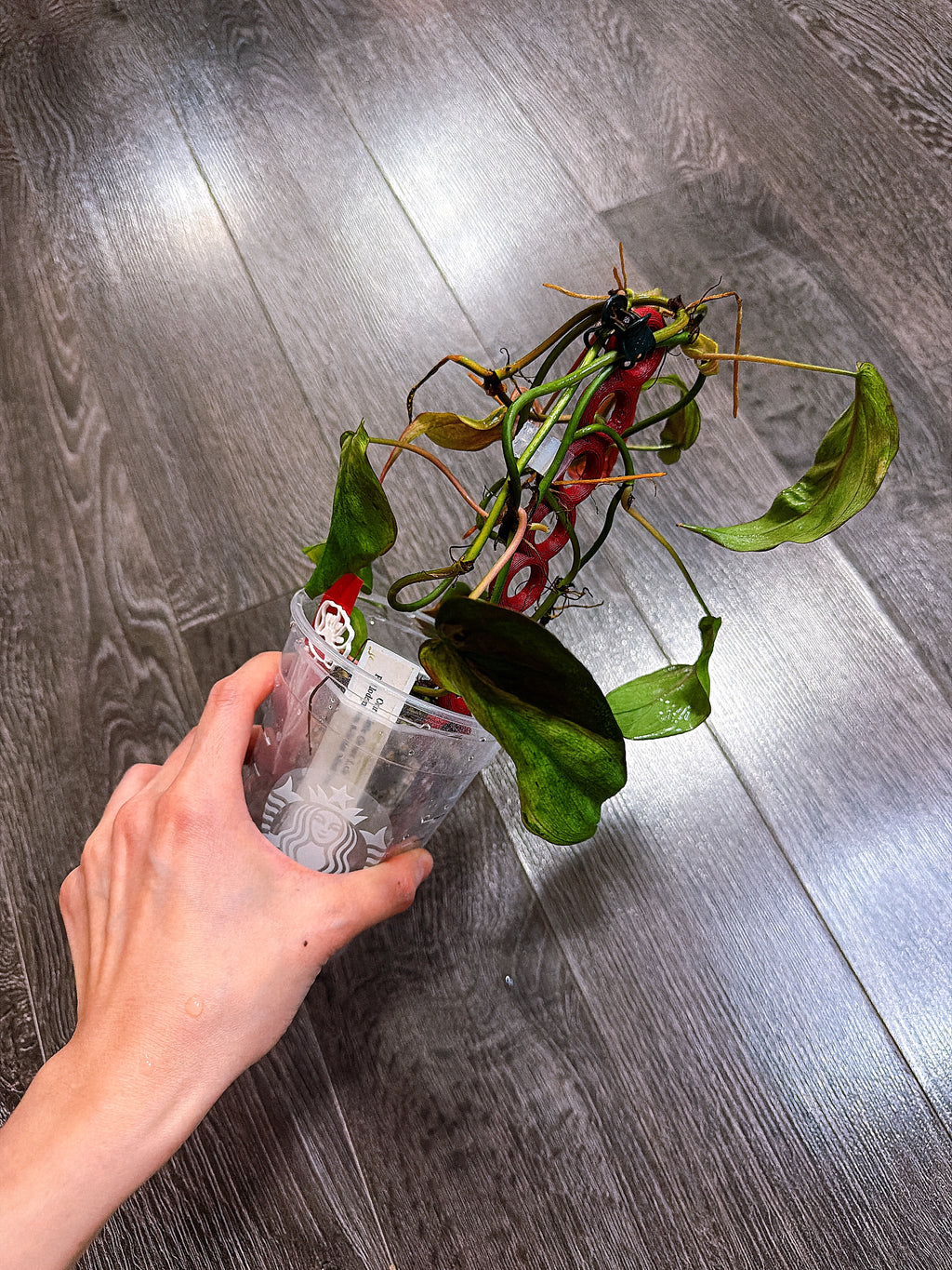 Philodendron Micans Mint Variegated