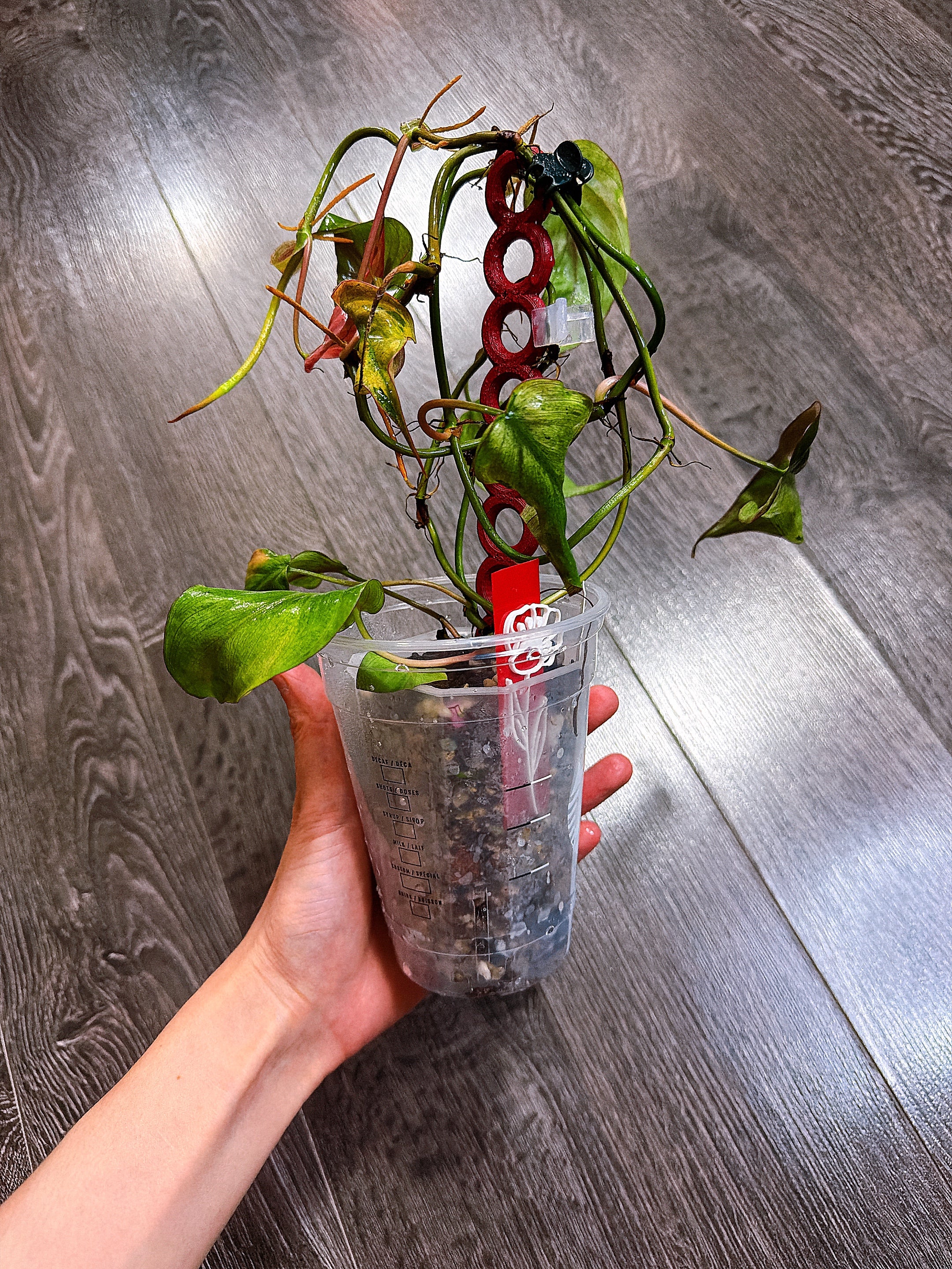 Philodendron Micans Mint Variegated