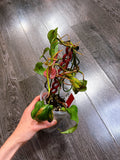 Philodendron Micans Mint Variegated