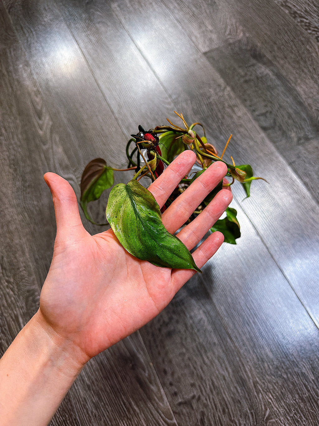 Philodendron Micans Mint Variegated
