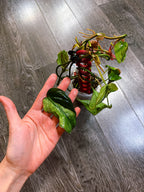 Philodendron Micans Mint Variegated
