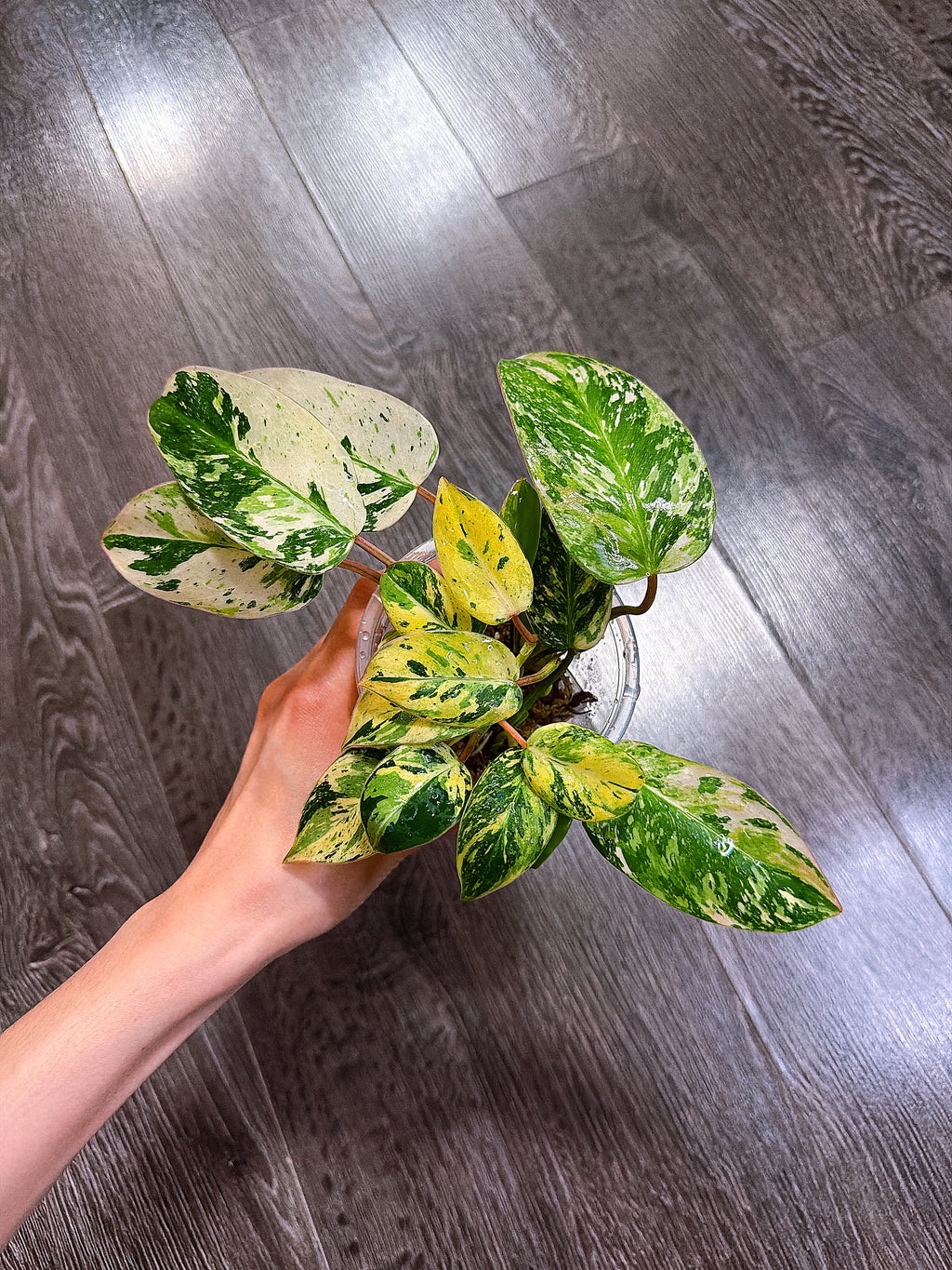 Philodendron Emerald King Variegated