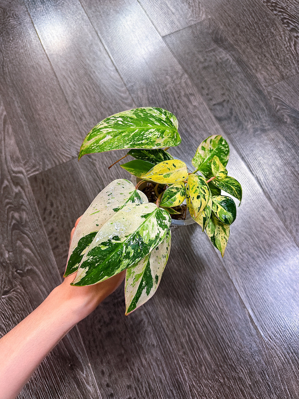 Philodendron Emerald King Variegated
