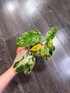 Philodendron Emerald King Variegated