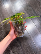 Philodendron Emerald King Variegated