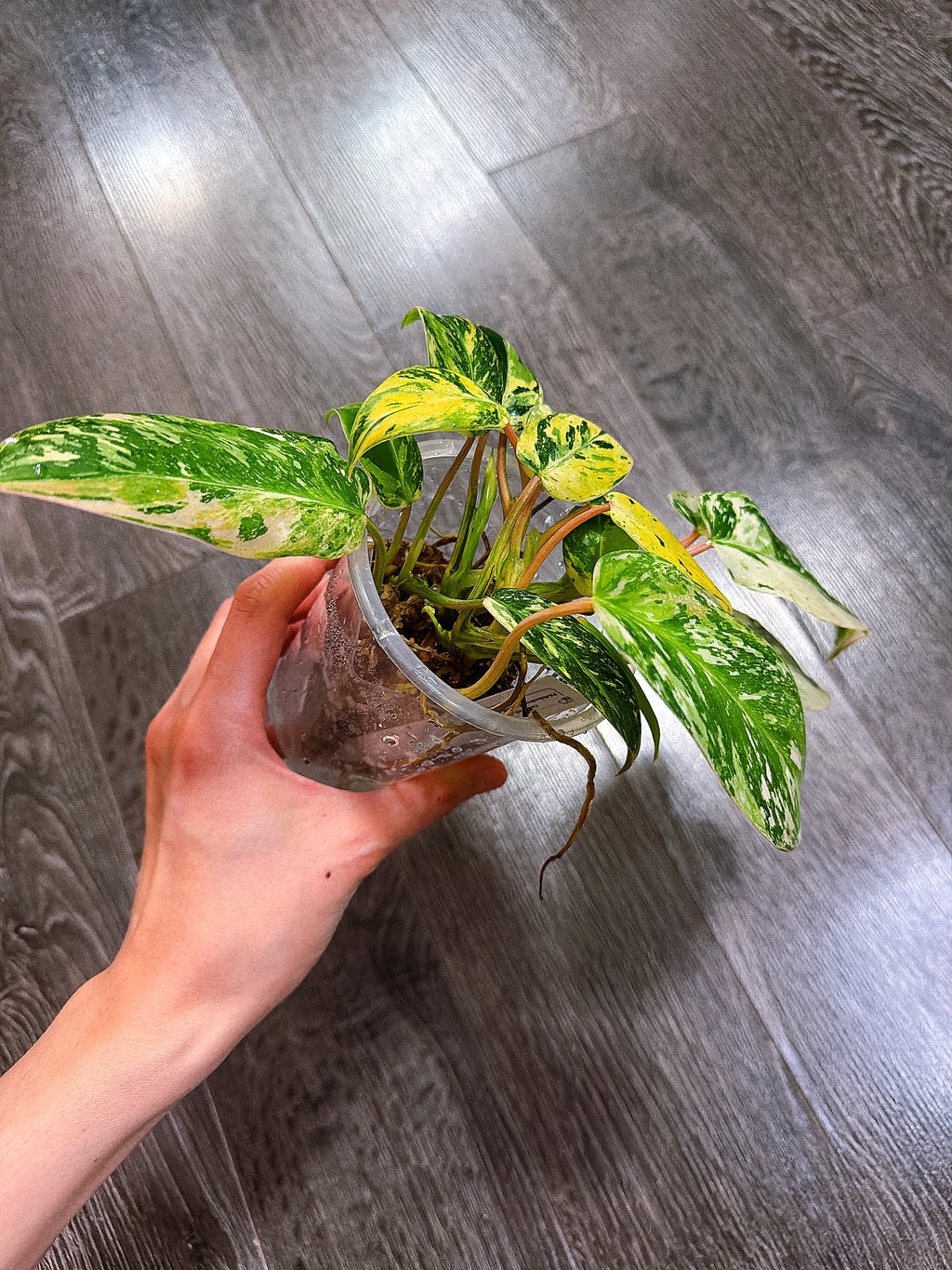 Philodendron Emerald King Variegated