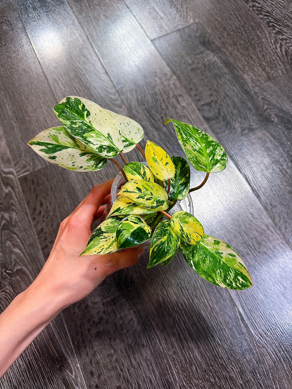 Philodendron Emerald King Variegated
