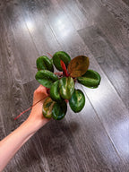 Philodendron Red Congo Dwarf Mint Variegated（Top Rooted Cutting）