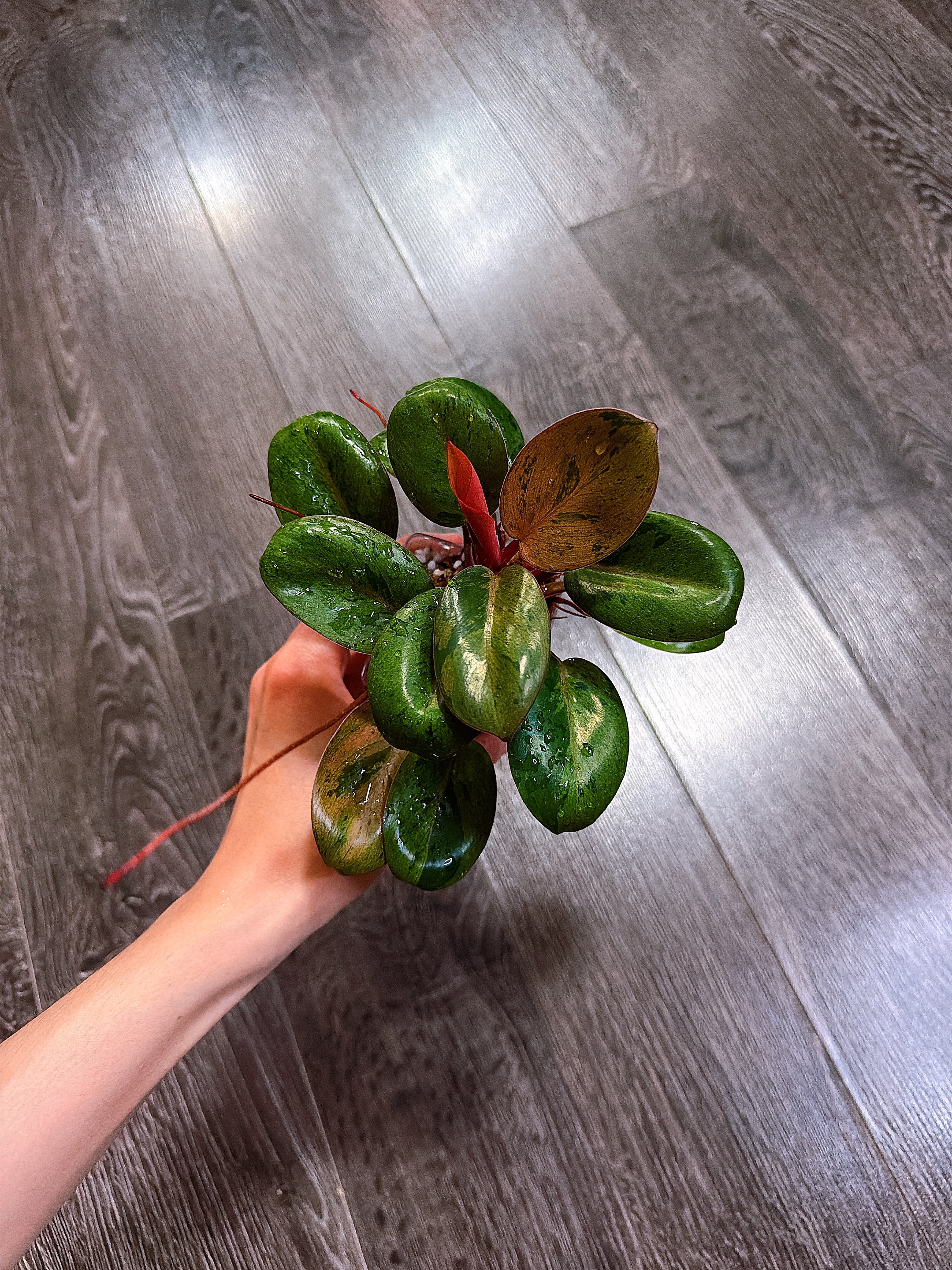 Philodendron Red Congo Dwarf Mint Variegated（Top Rooted Cutting）
