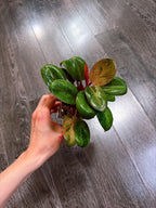 Philodendron Red Congo Dwarf Mint Variegated（Top Rooted Cutting）