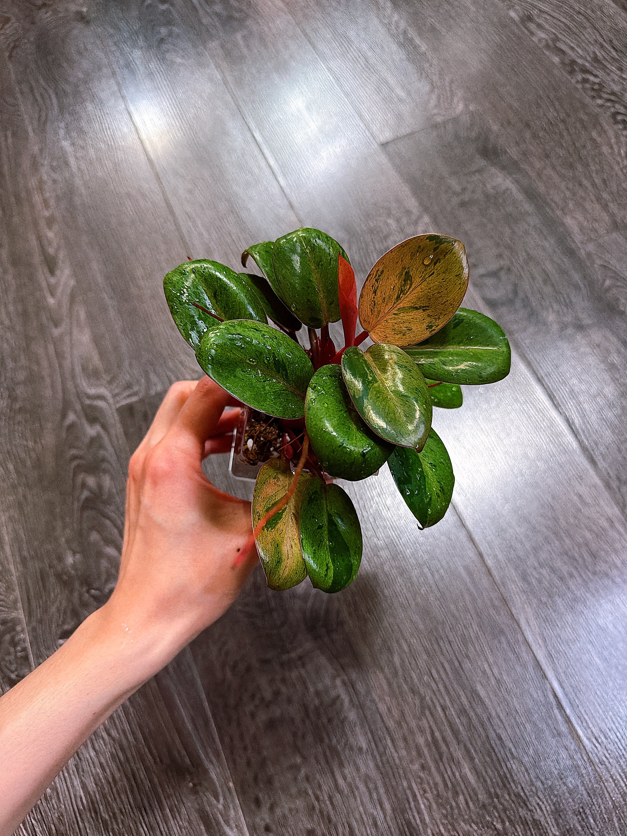 Philodendron Red Congo Dwarf Mint Variegated（Top Rooted Cutting）