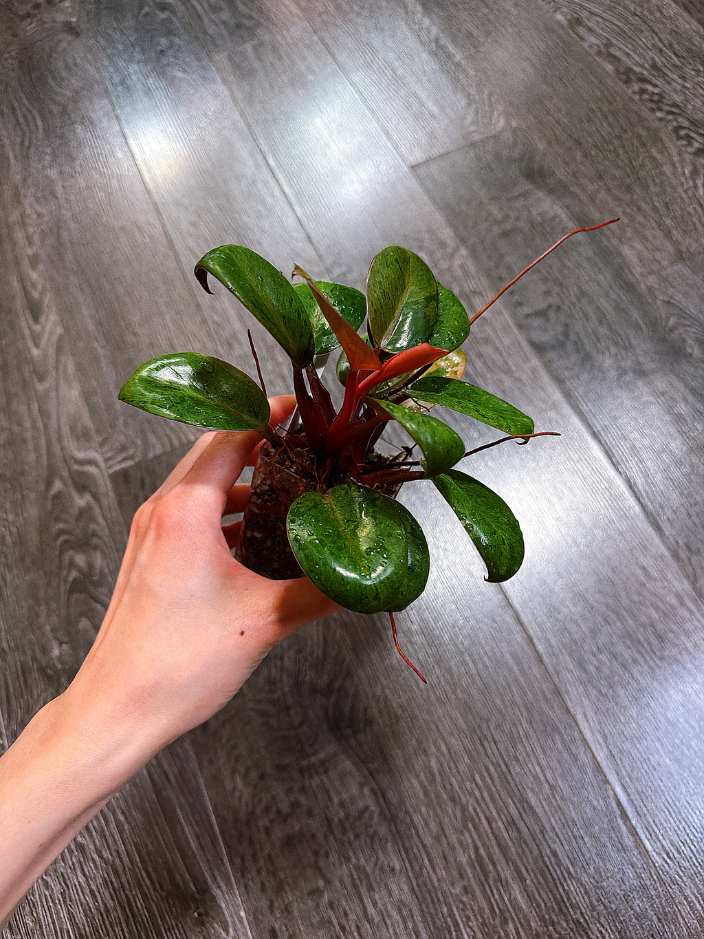 Philodendron Red Congo Dwarf Mint Variegated（Top Rooted Cutting）