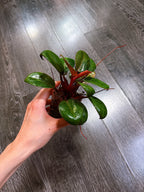 Philodendron Red Congo Dwarf Mint Variegated（Top Rooted Cutting）