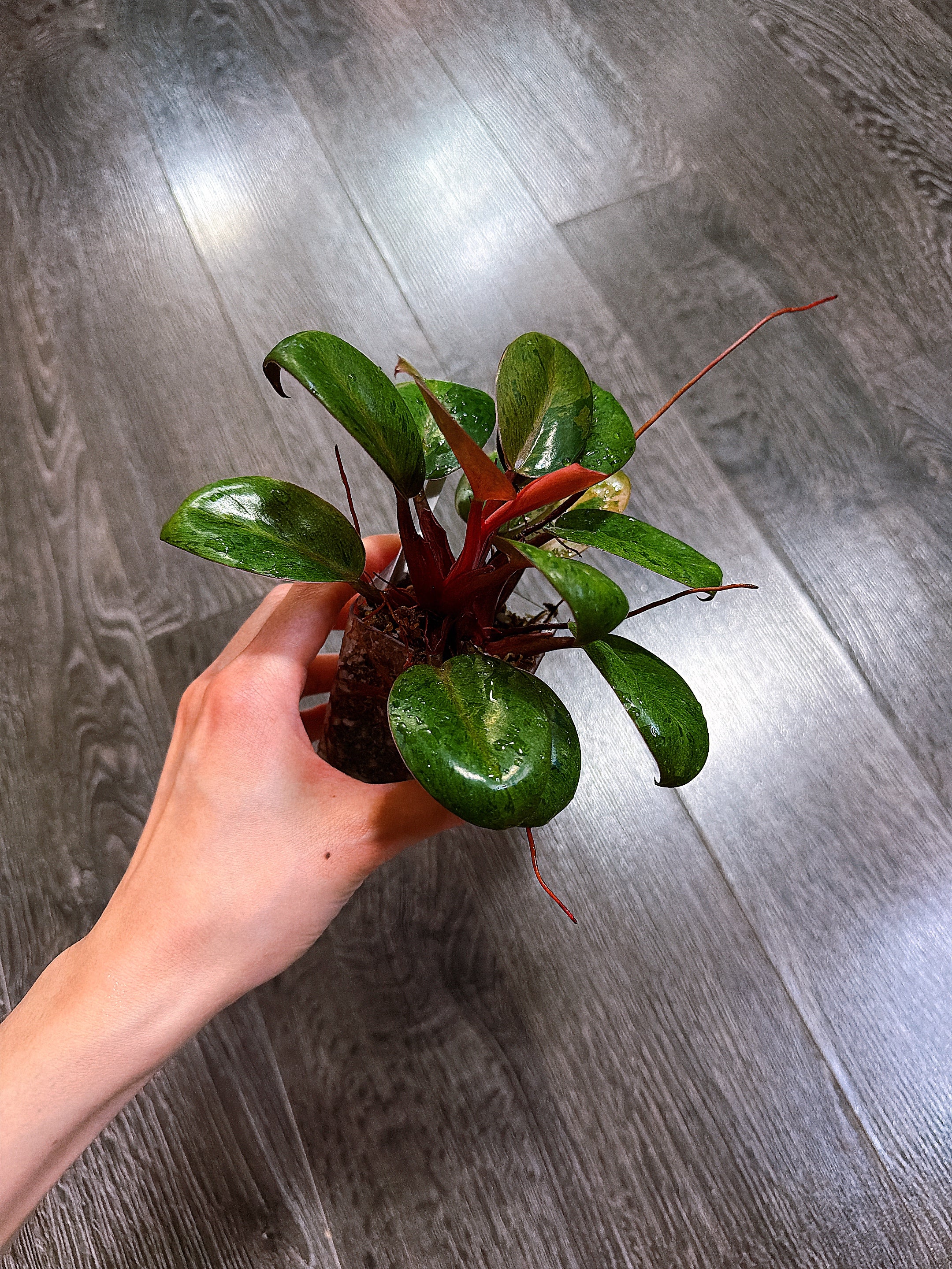 Philodendron Red Congo Dwarf Mint Variegated（Top Rooted Cutting）