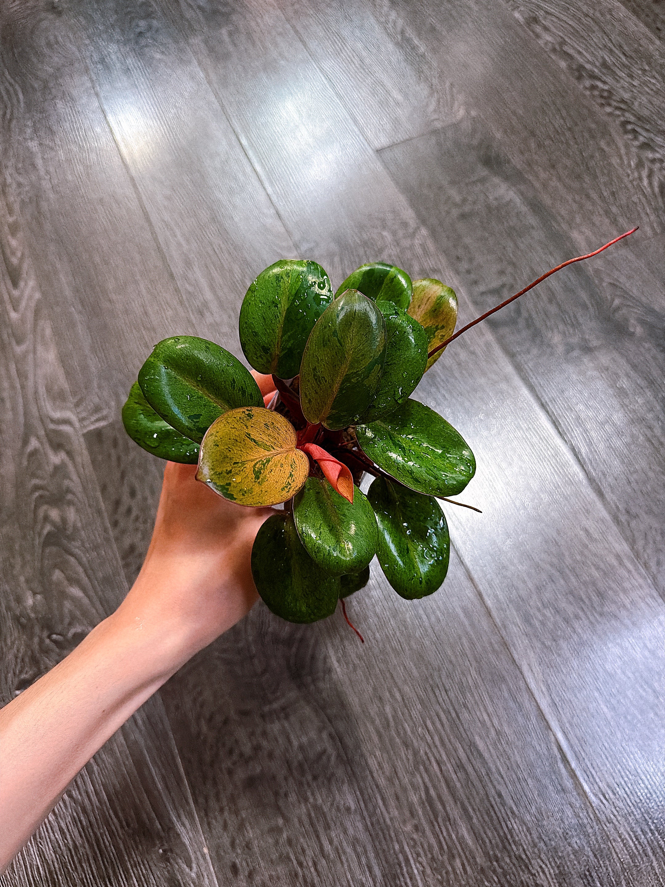 Philodendron Red Congo Dwarf Mint Variegated（Top Rooted Cutting）