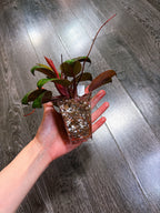 Philodendron Red Congo Dwarf Mint Variegated（Top Rooted Cutting）