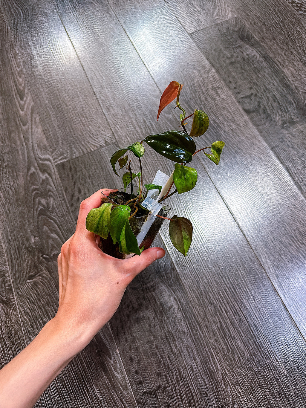Philodendron Micans Mint Variegated（Two Active Growth Stems）