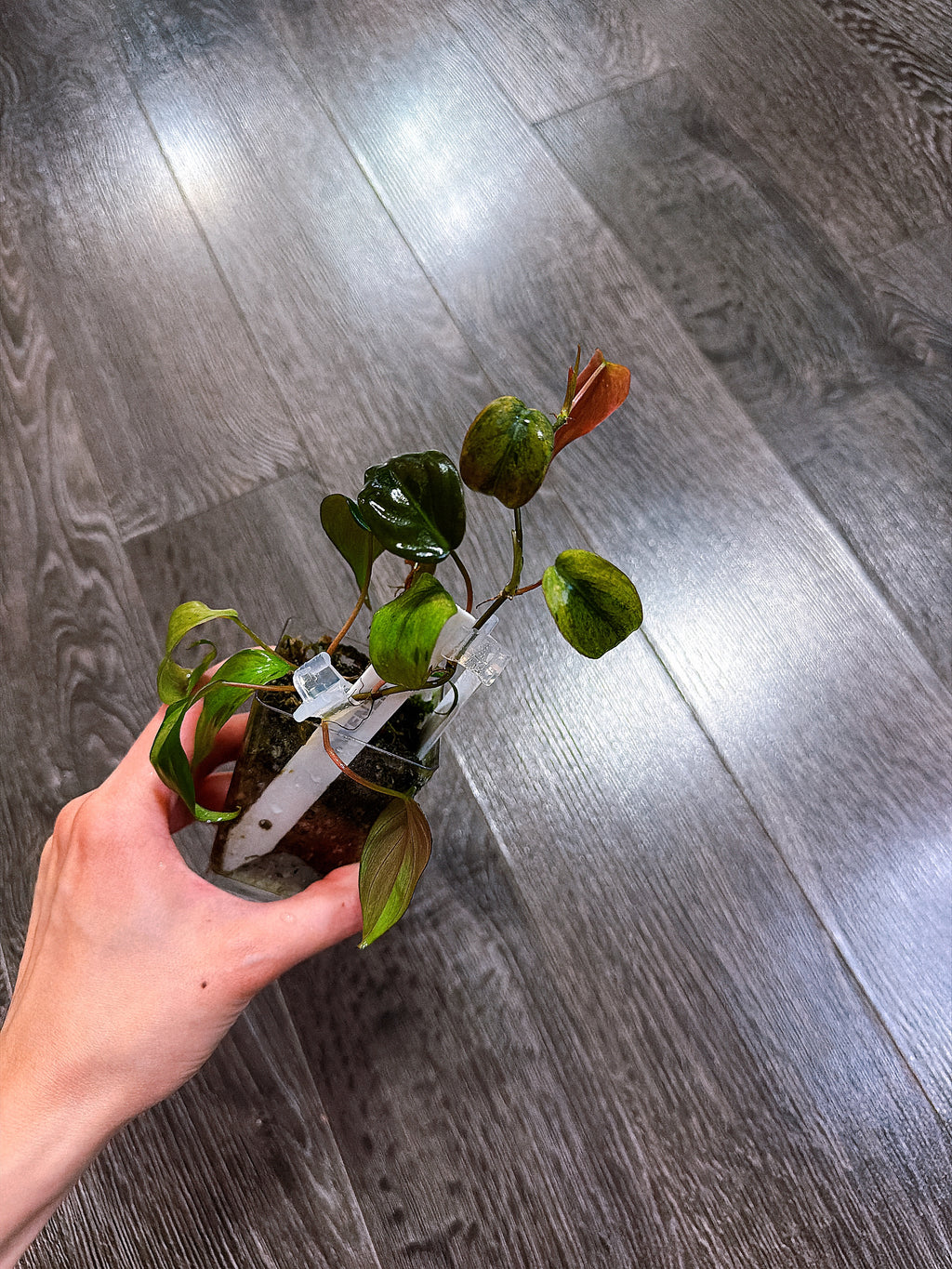 Philodendron Micans Mint Variegated（Two Active Growth Stems）