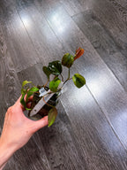 Philodendron Micans Mint Variegated（Two Active Growth Stems）