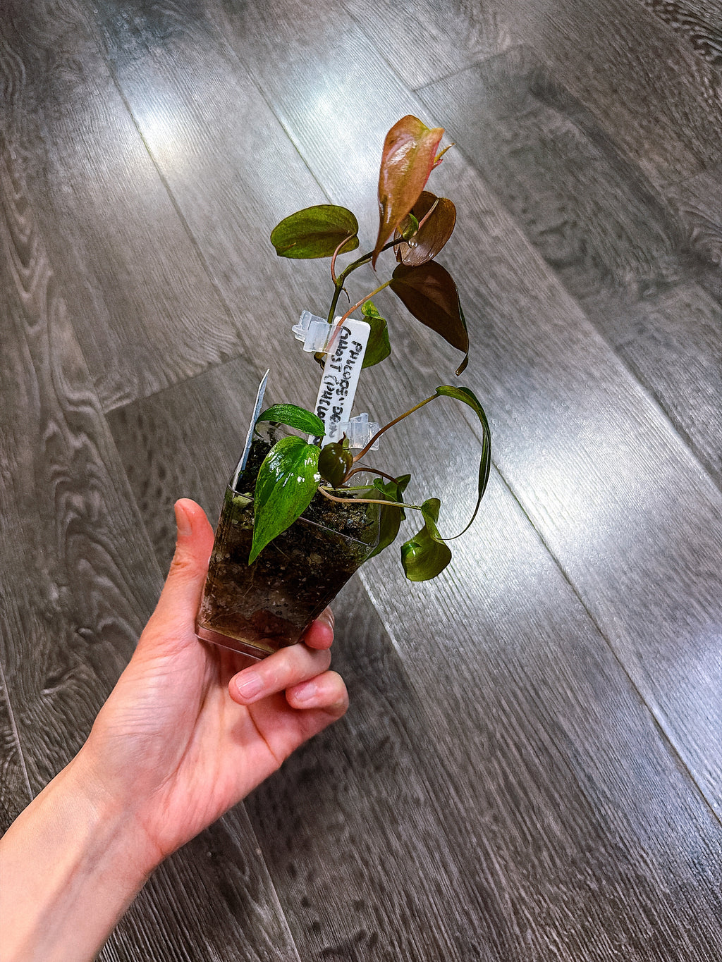 Philodendron Micans Mint Variegated（Two Active Growth Stems）