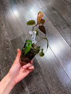 Philodendron Micans Mint Variegated（Two Active Growth Stems）