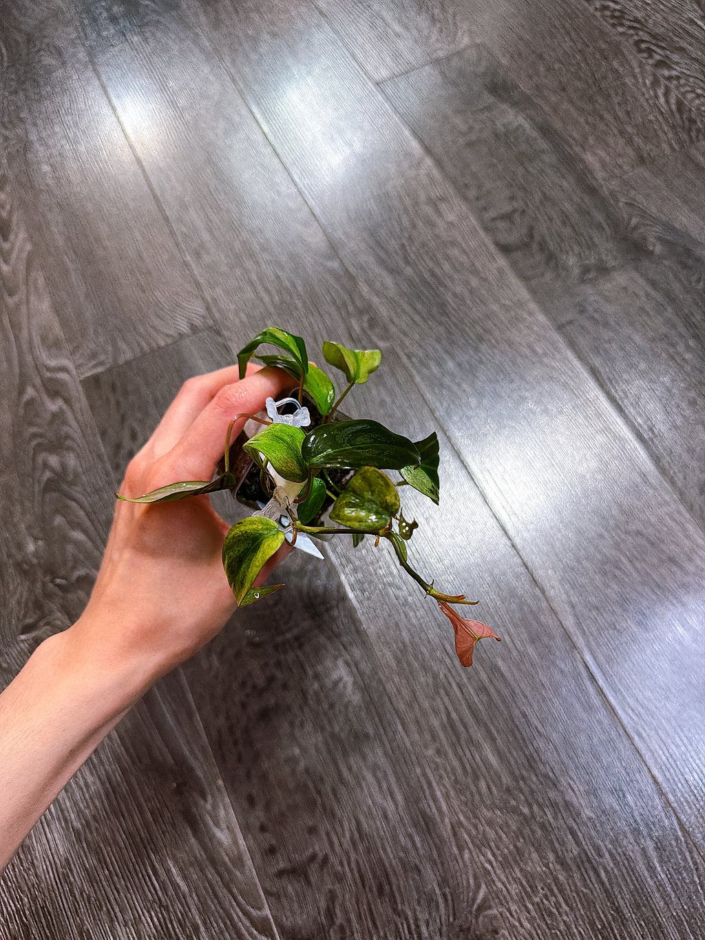 Philodendron Micans Mint Variegated（Two Active Growth Stems）