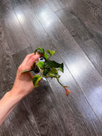 Philodendron Micans Mint Variegated（Two Active Growth Stems）
