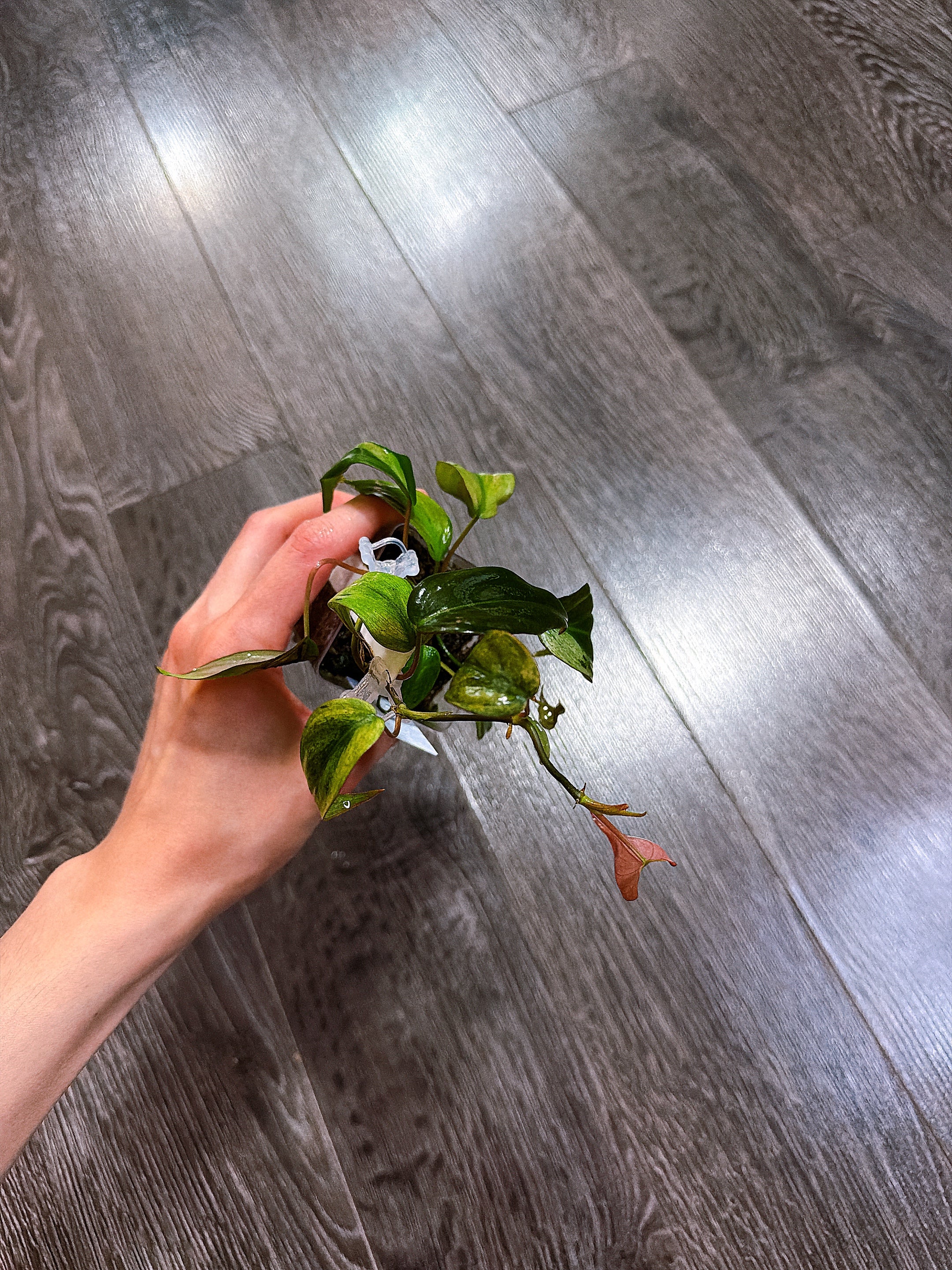 Philodendron Micans Mint Variegated（Two Active Growth Stems）