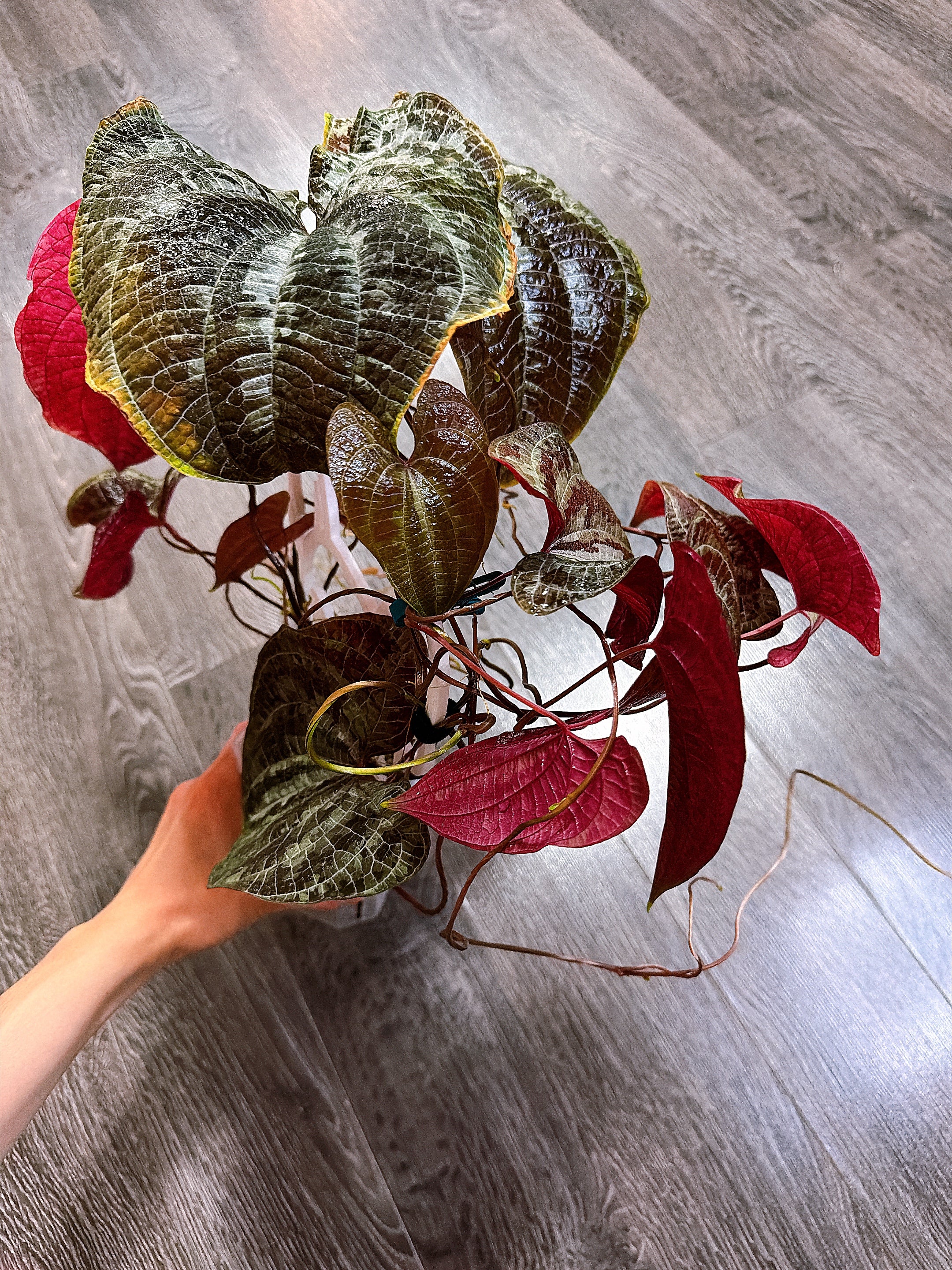 Dioscorea Discolor（Two Active Growth Stems）- Local Pickup and Delivery Only
