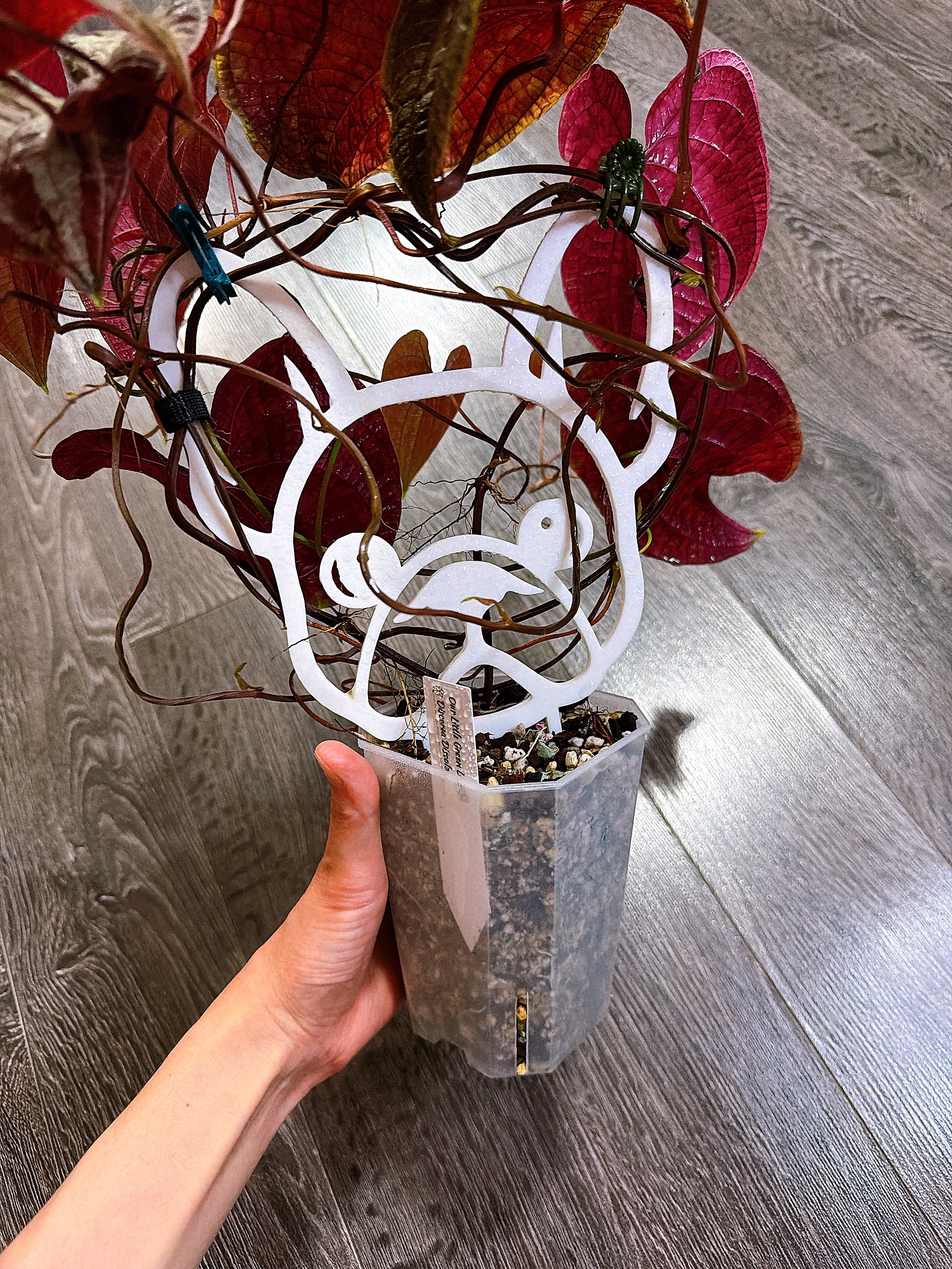 Dioscorea Discolor（Two Active Growth Stems）- Local Pickup and Delivery Only