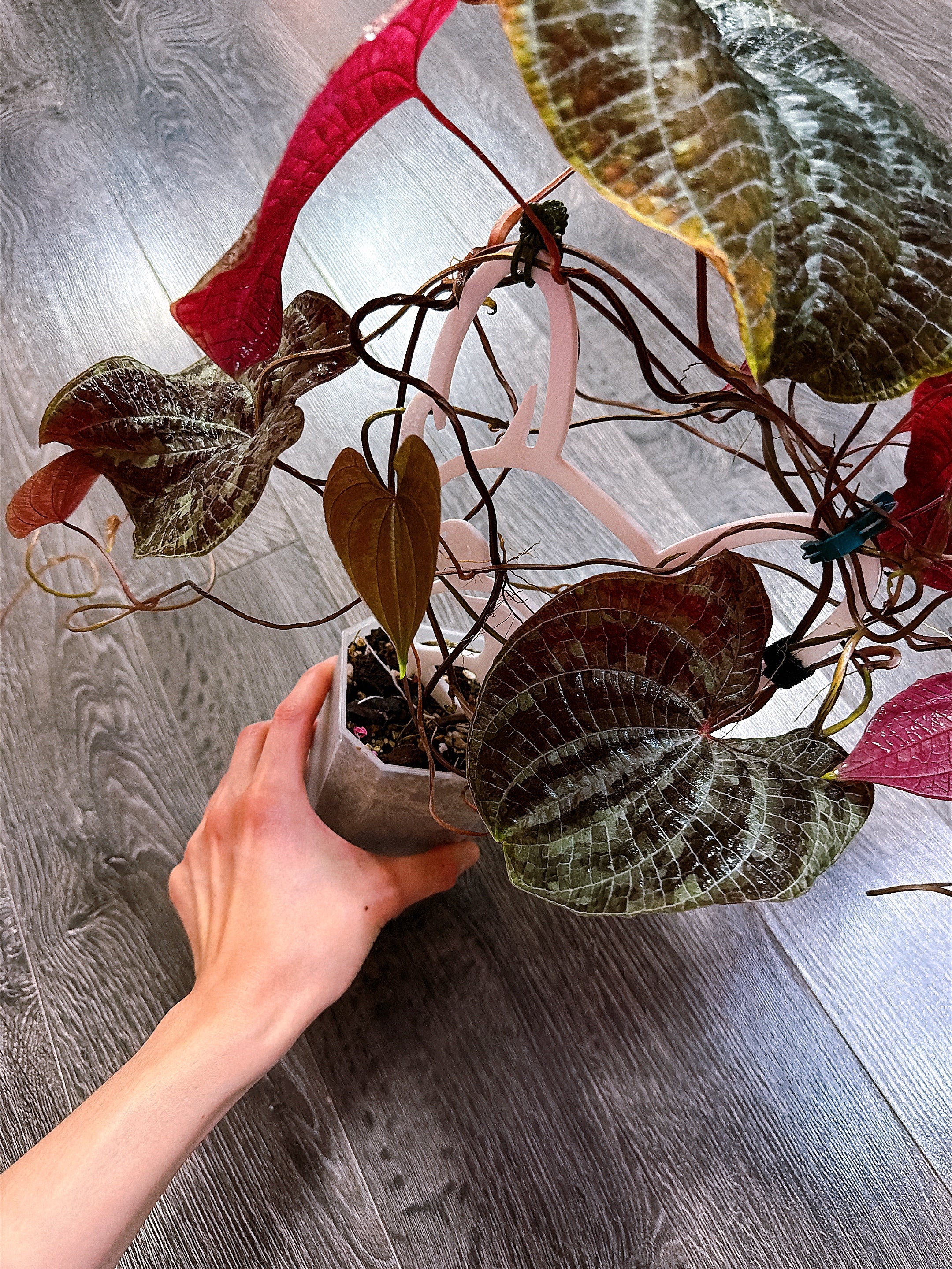 Dioscorea Discolor（Two Active Growth Stems）- Local Pickup and Delivery Only